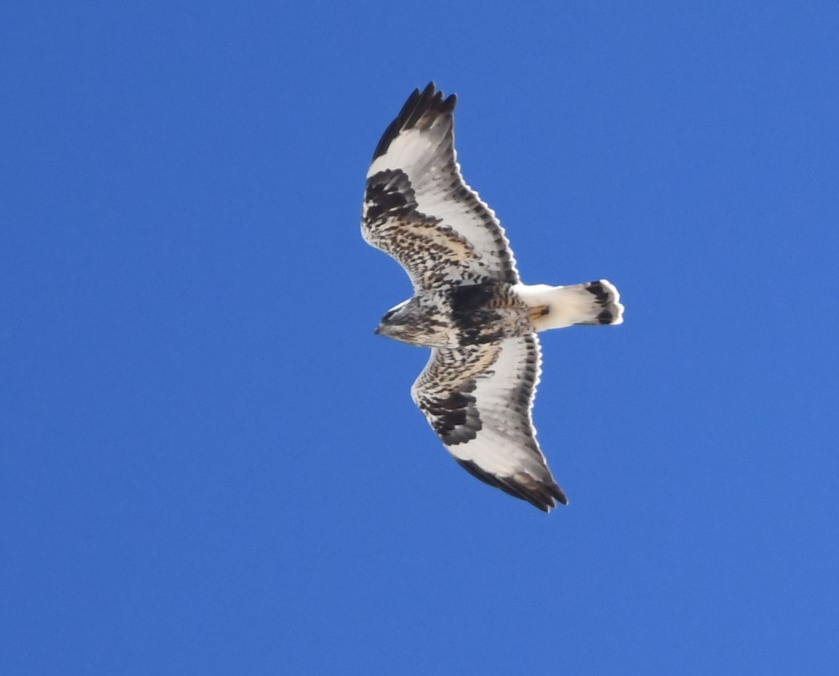 Rough-legged Hawk - ML225373881