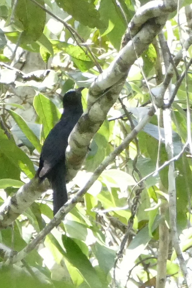 White-crowned Cuckoo - Chris Barnes