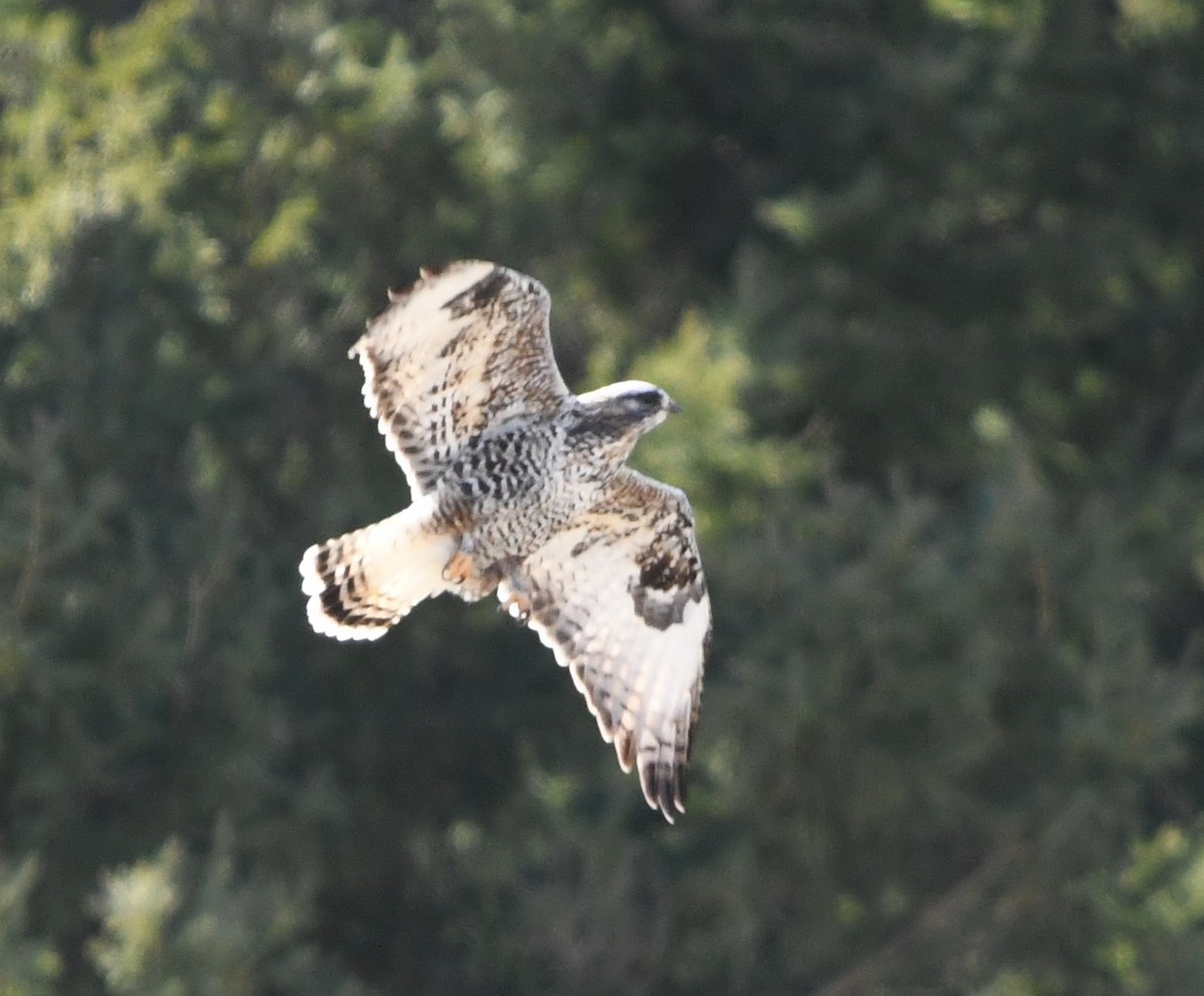 Rough-legged Hawk - Mark   Olivier