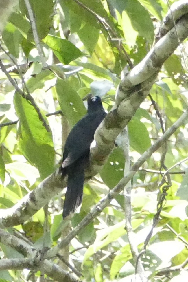 White-crowned Cuckoo - ML22537481