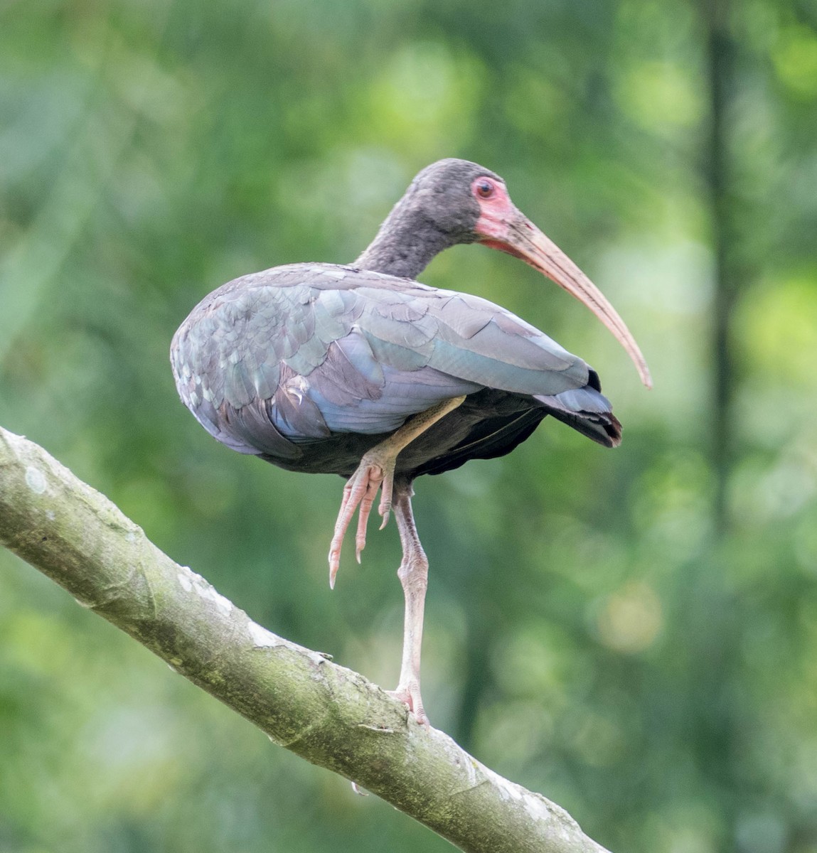 ibis tmavý - ML225375221