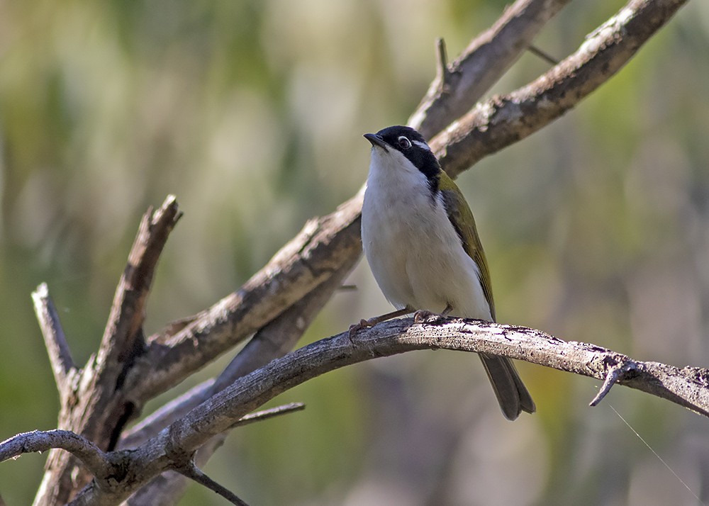 White-throated Honeyeater - ML225378421