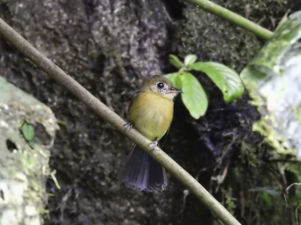 Myiobius sp. - Sebastián Pardo