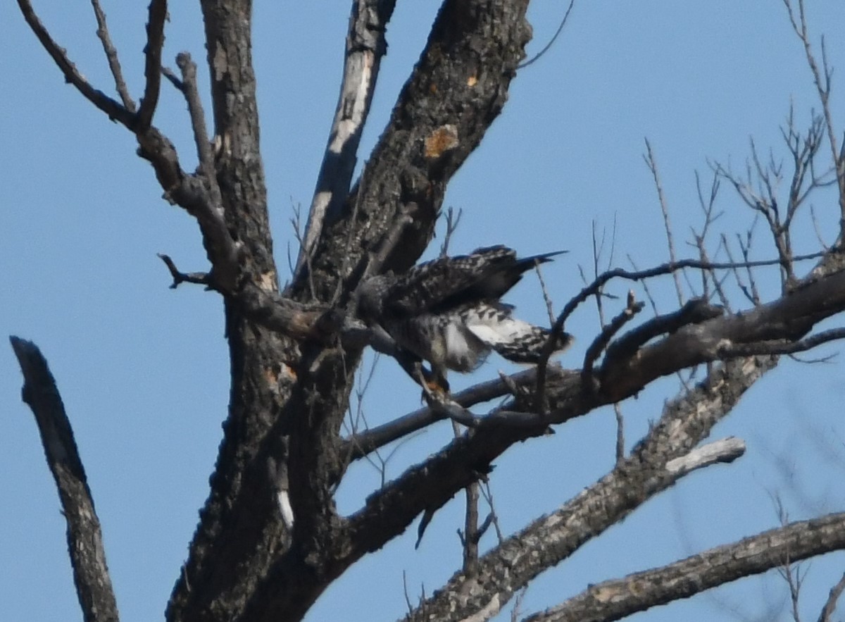 Rough-legged Hawk - ML225380441