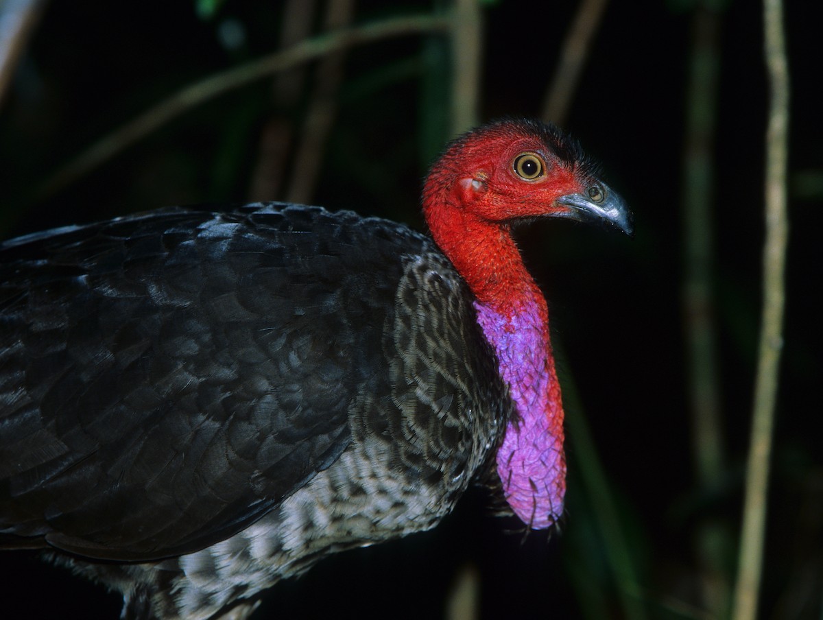 Australian Brushturkey - ML225380901