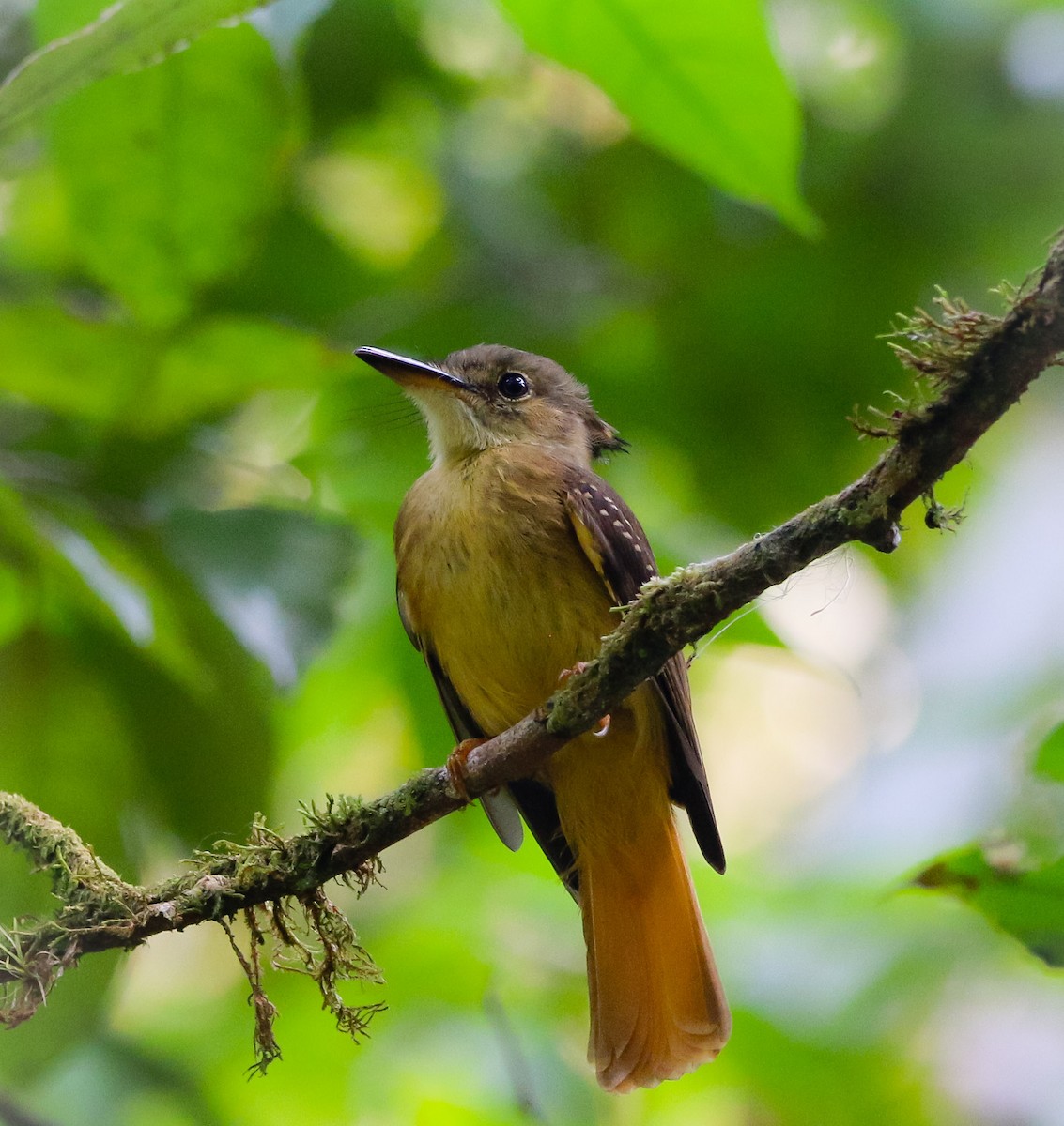 Tropical Royal Flycatcher - Isaias Morataya