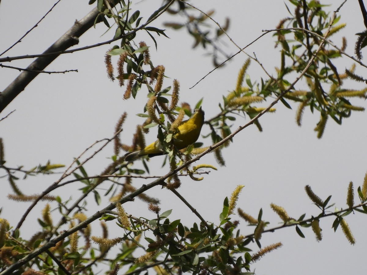 Nashville Warbler - Julie Szabo