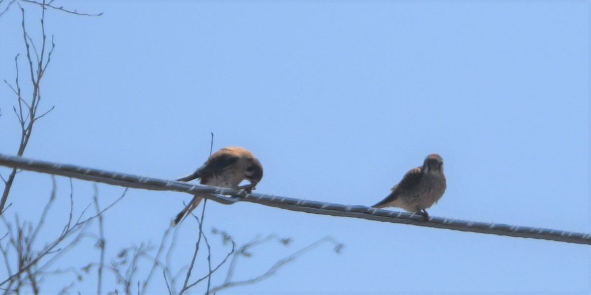 American Kestrel - ML225383121