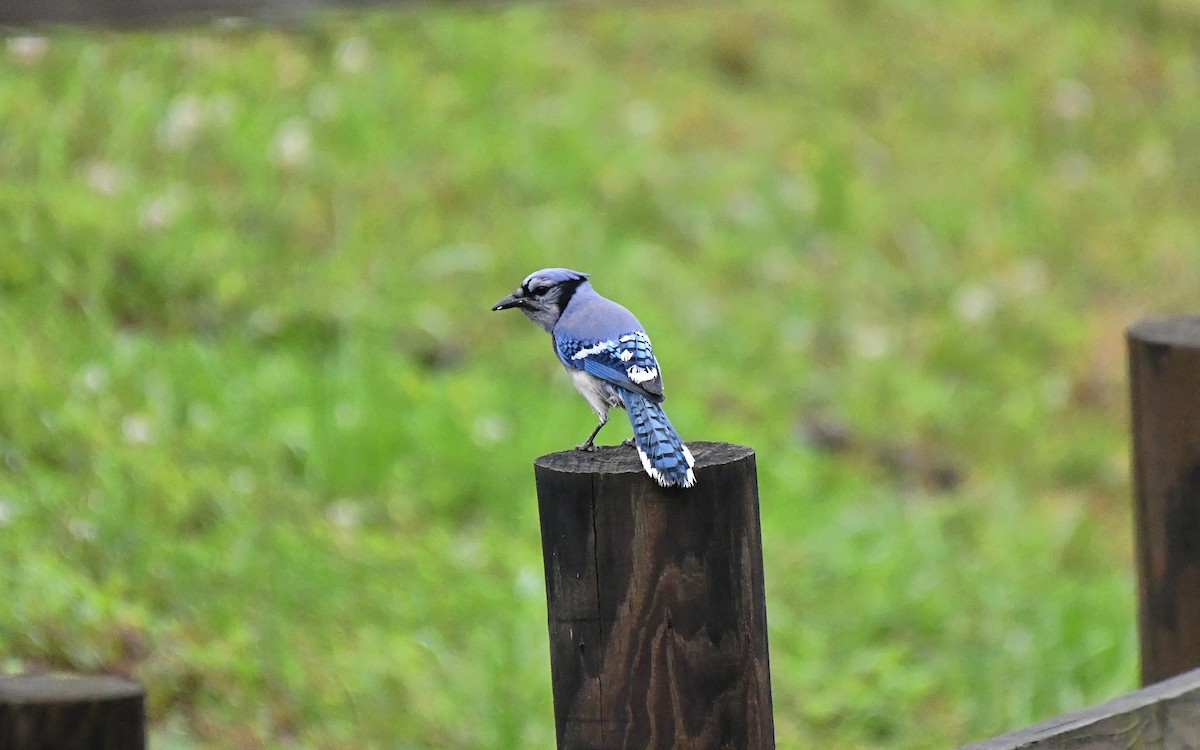 Chara Azul - ML225383351