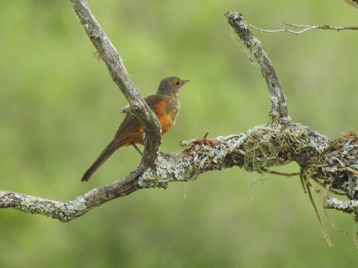 Rufous-bellied Thrush - Brian Wesley