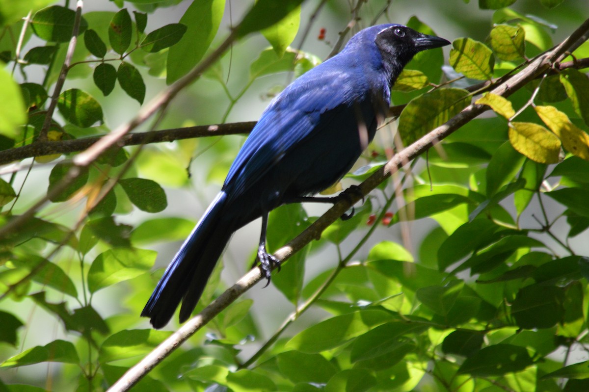 Black-throated Jay - Carlos Mancera (Tuxtla Birding Club)