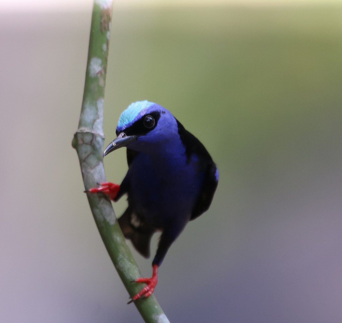 Red-legged Honeycreeper - Isaias Morataya