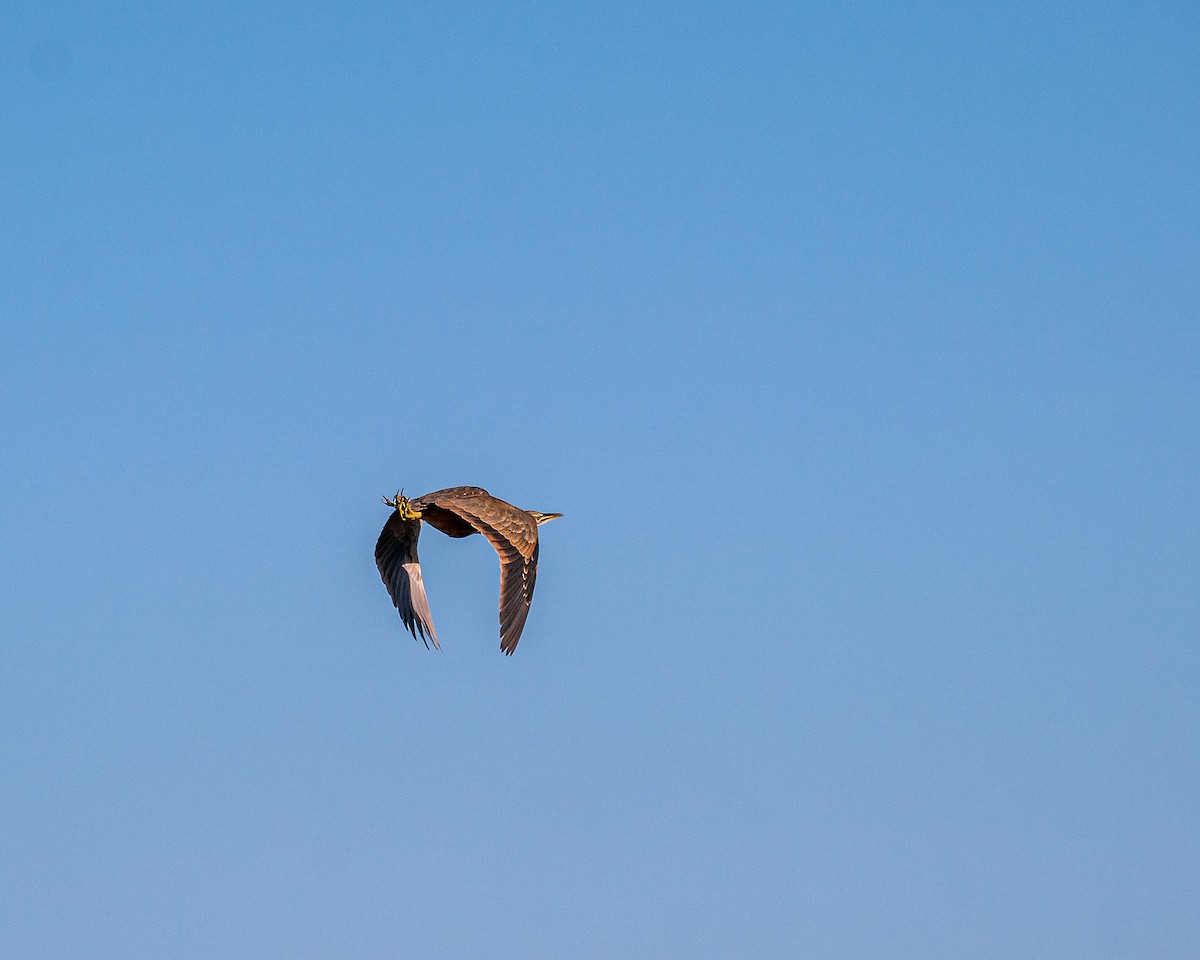 American Bittern - ML225387141