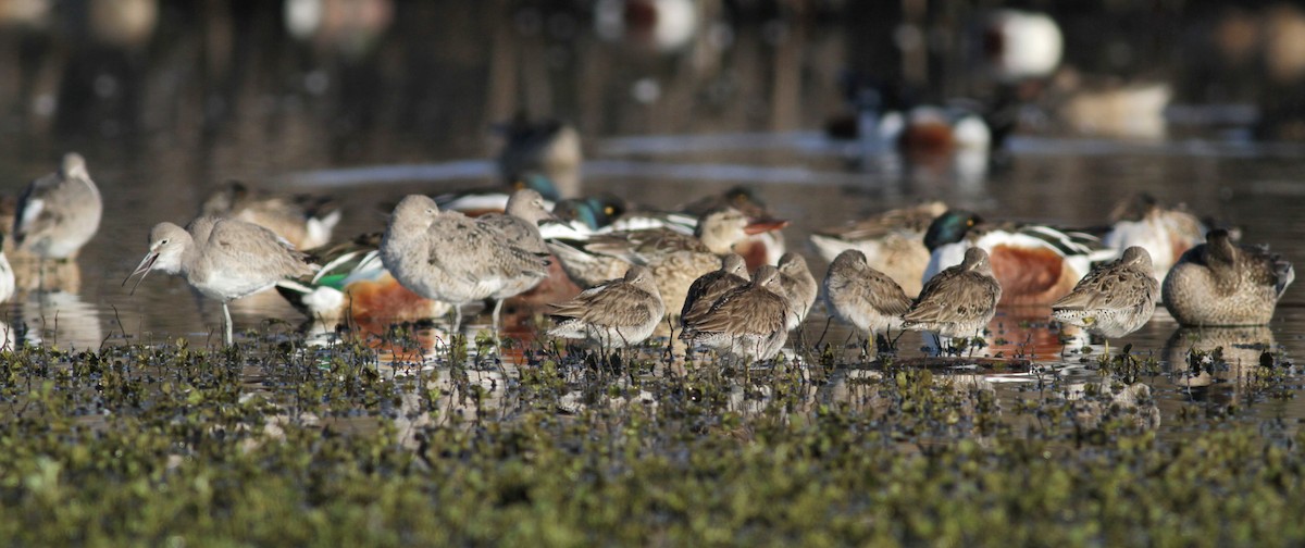 Long-billed Dowitcher - ML22538951