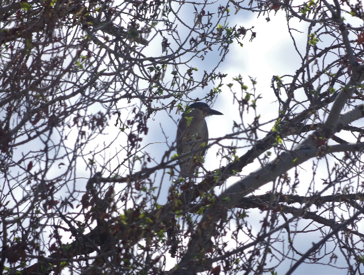 Black-crowned Night Heron - ML225390051