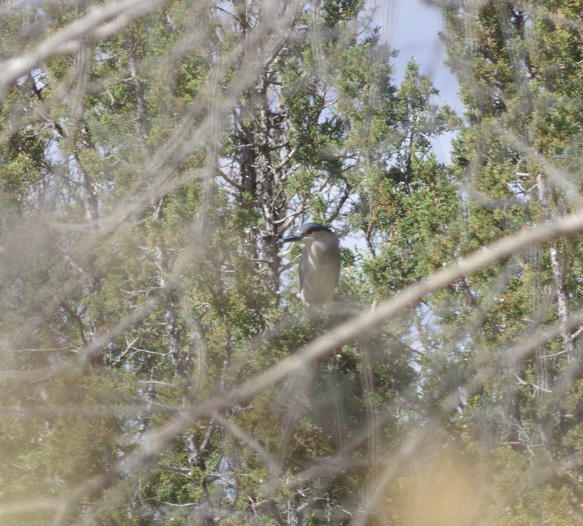 Black-crowned Night Heron - ML225390071