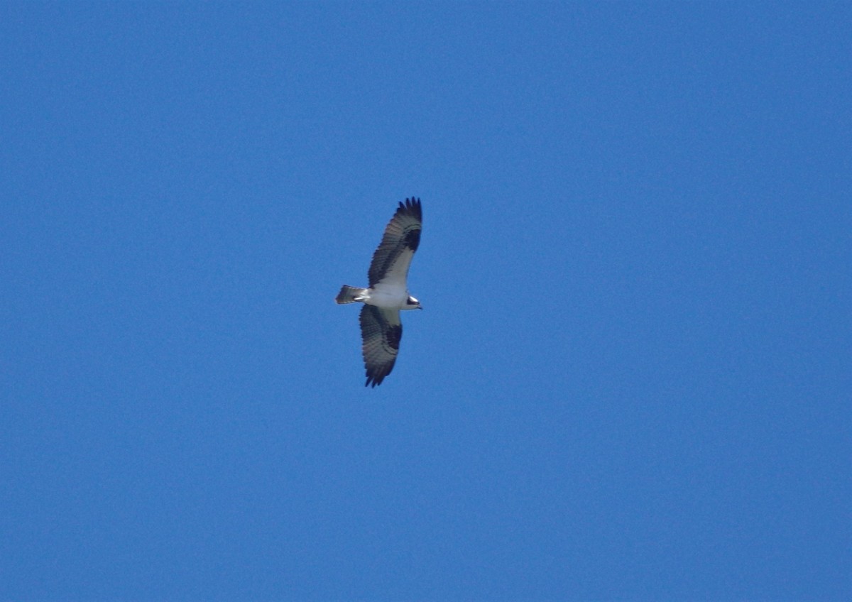 Osprey - Brenda Wright