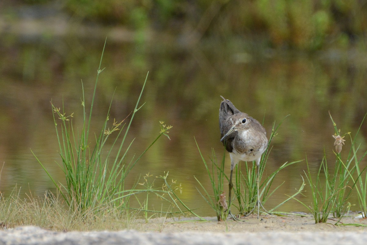 Solitary Sandpiper - ML225390231