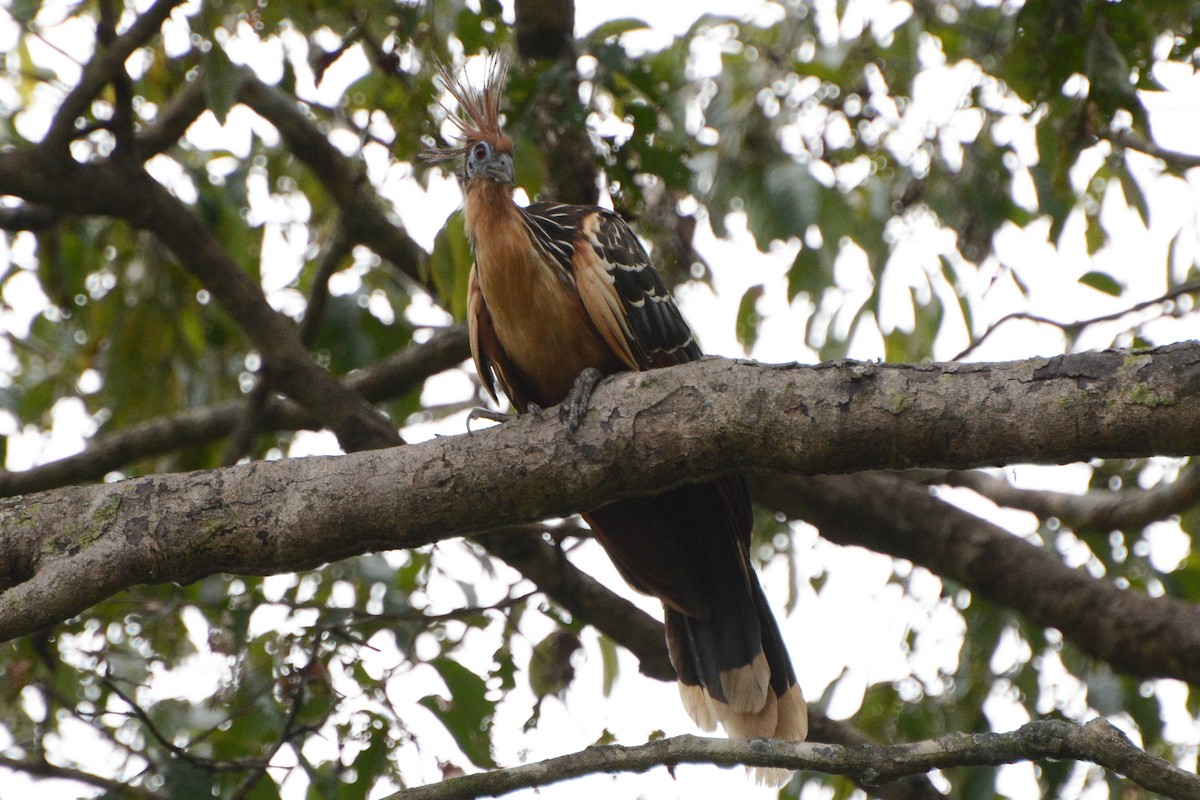 Hoatzin - David Jeffrey Ringer