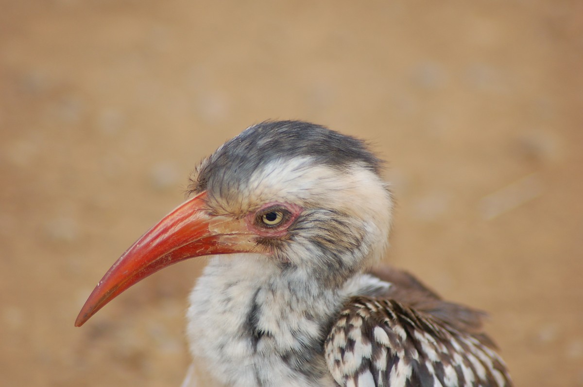 Southern Red-billed Hornbill - Terence Alexander