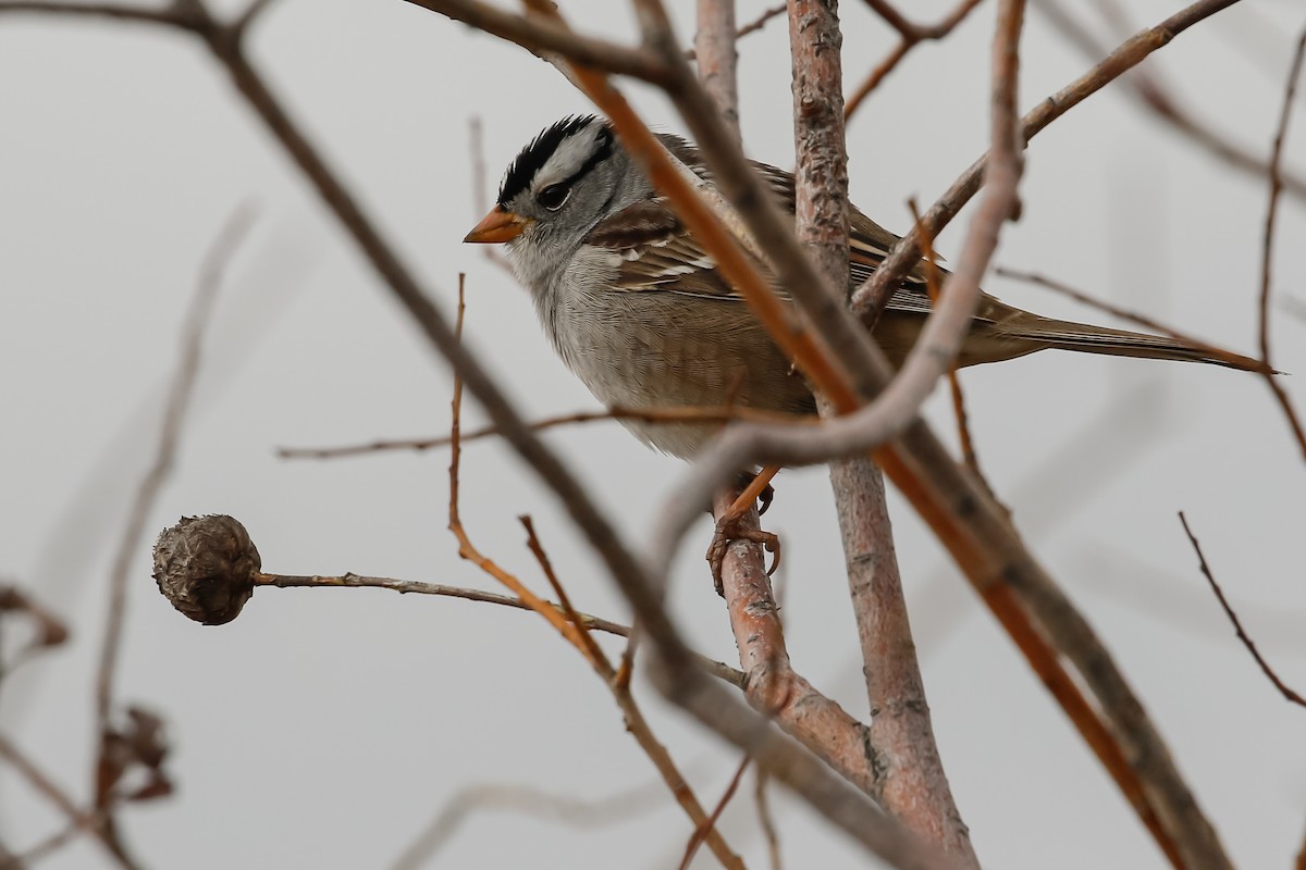 White-crowned Sparrow - ML225392721