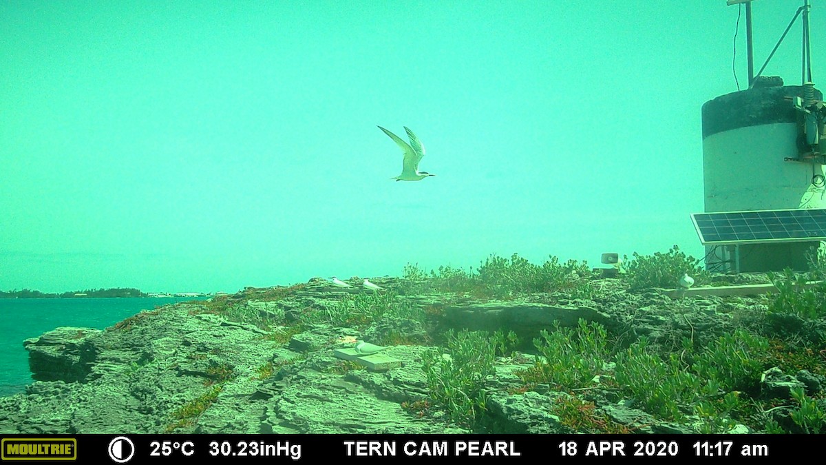 Sandwich Tern (Cabot's) - ML225395961