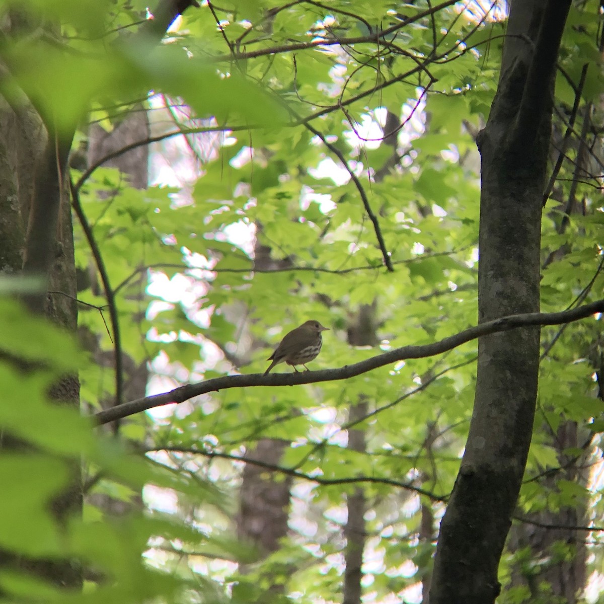 Ovenbird - ML225396791