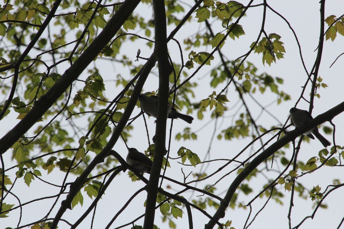 Tufted Titmouse - ML225397061