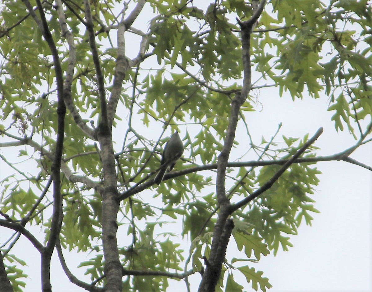 Blue-gray Gnatcatcher - ML225397171