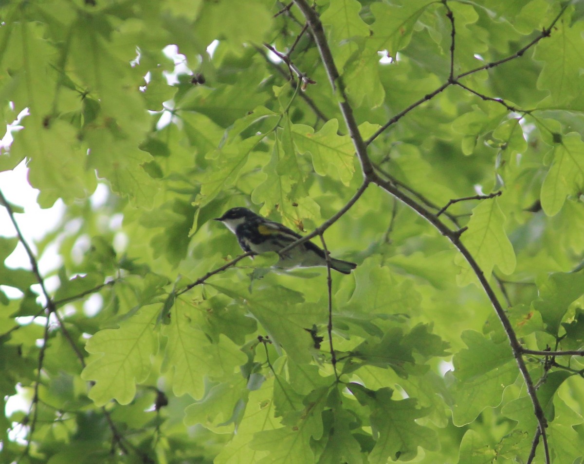 Yellow-rumped Warbler (Myrtle) - ML225397261