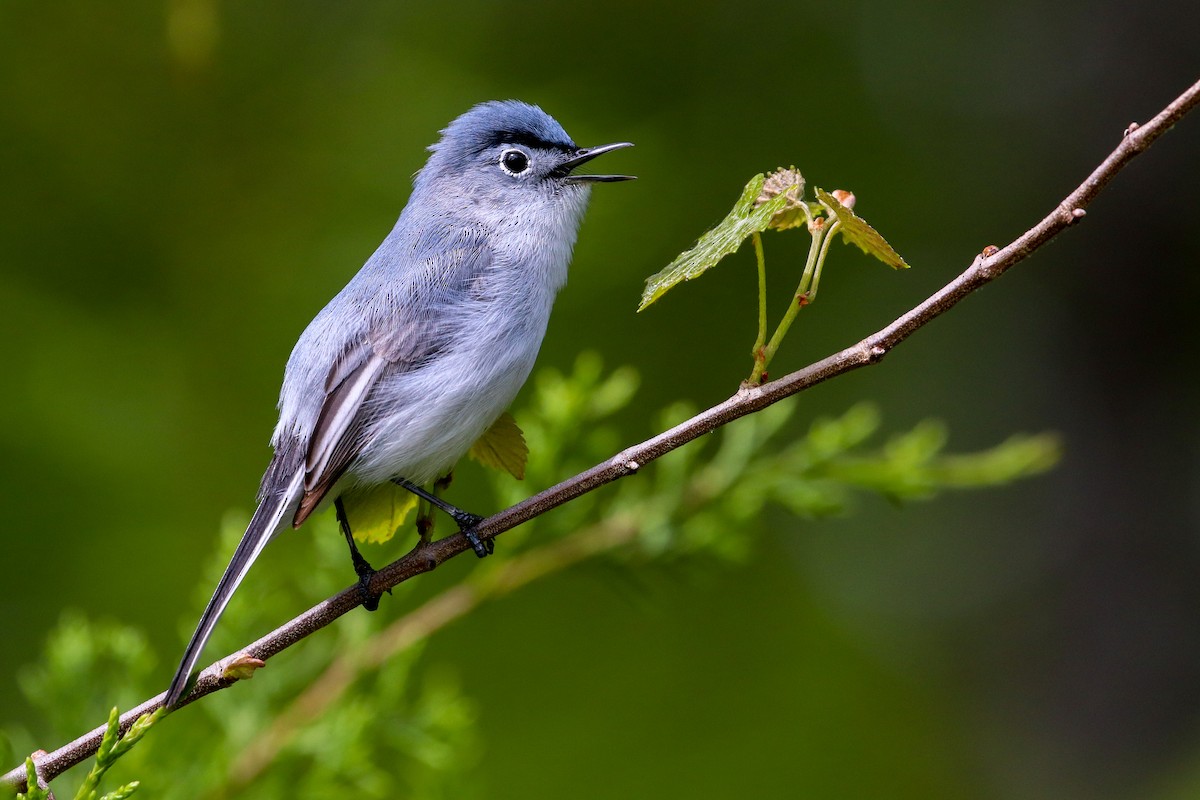 Blue-gray Gnatcatcher - ML225398561