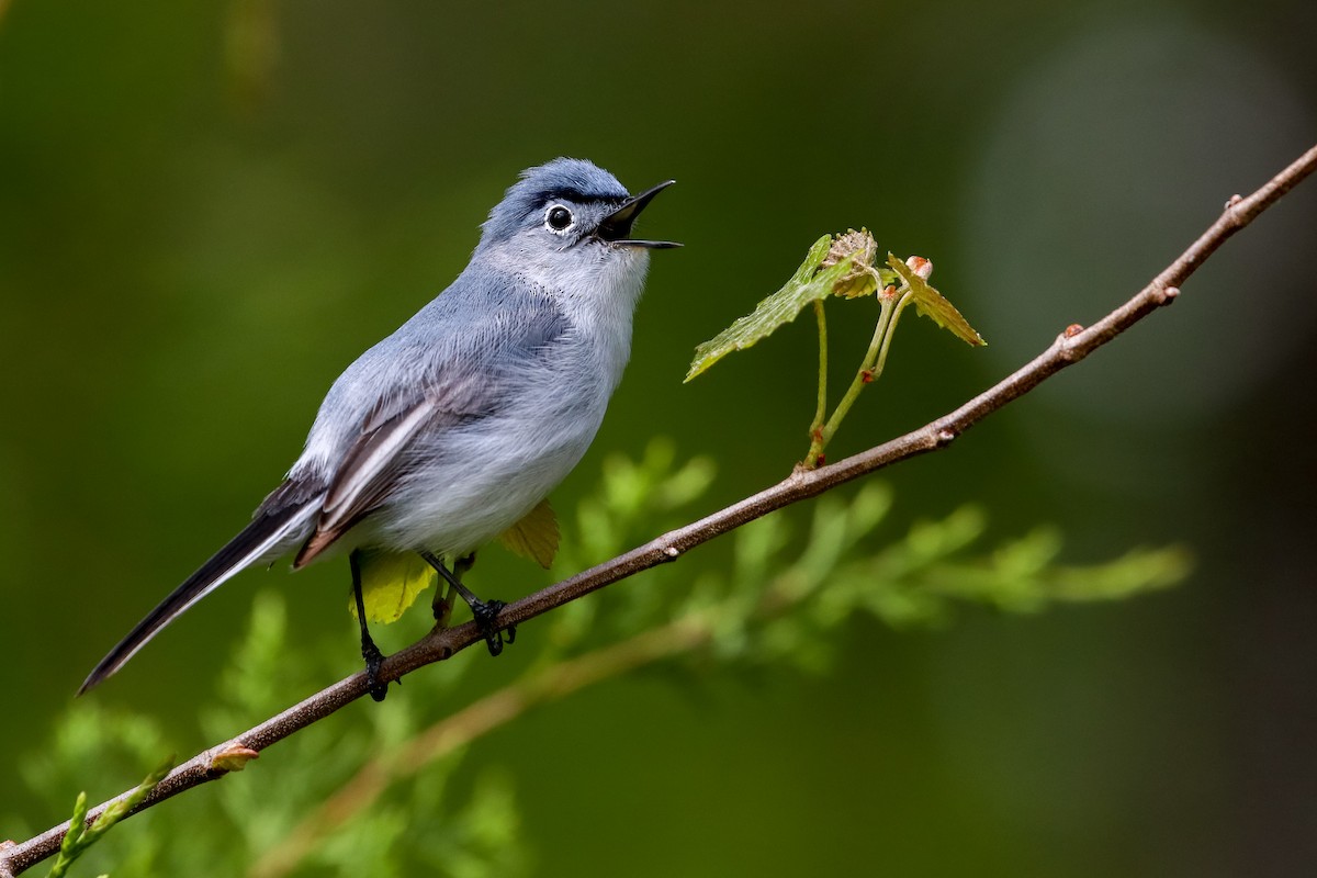 Blue-gray Gnatcatcher - ML225398581