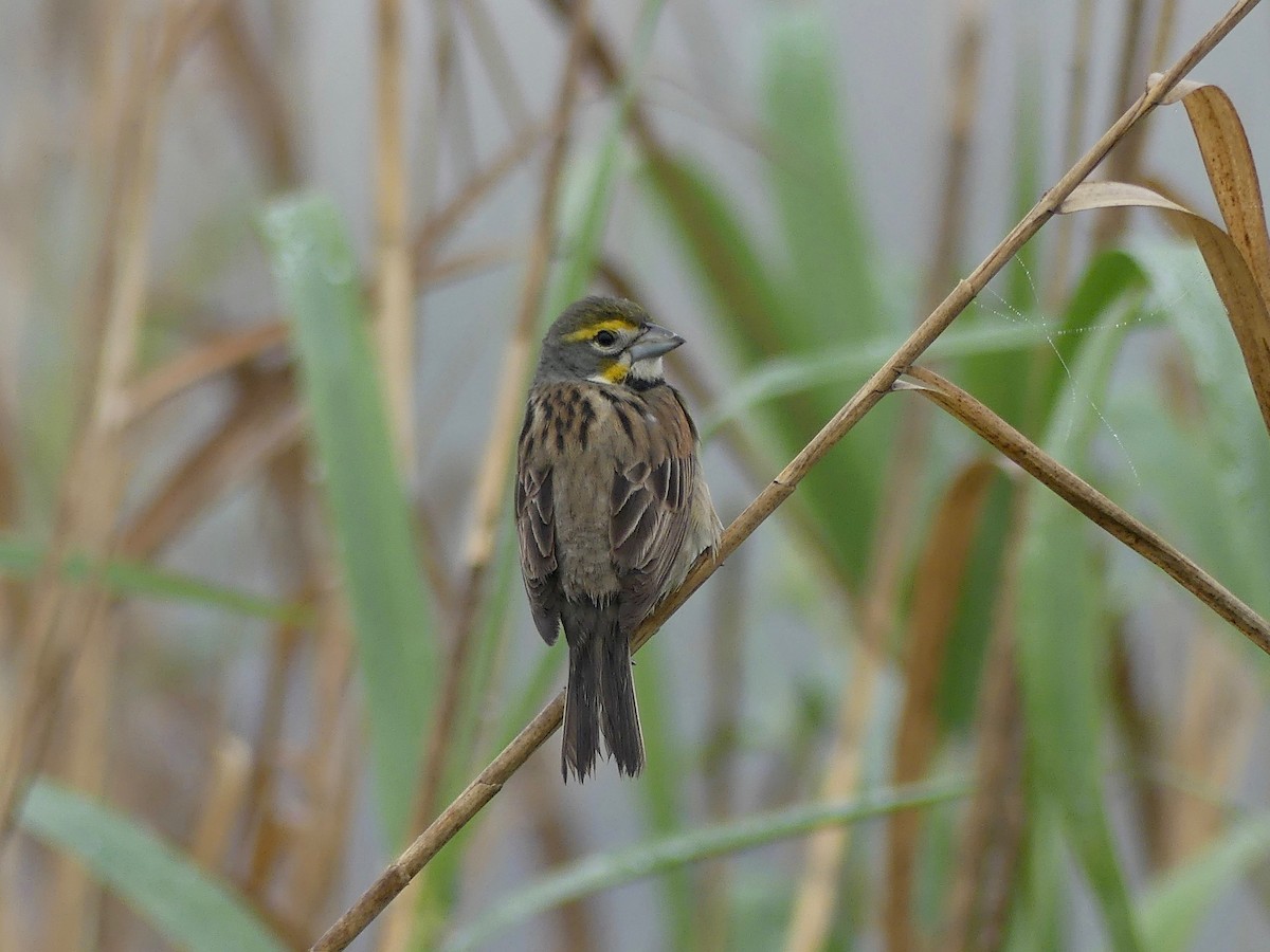 Dickcissel - Eamon Corbett