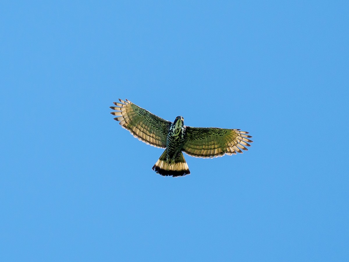 Blyth's Hawk-Eagle - Karyne Wee