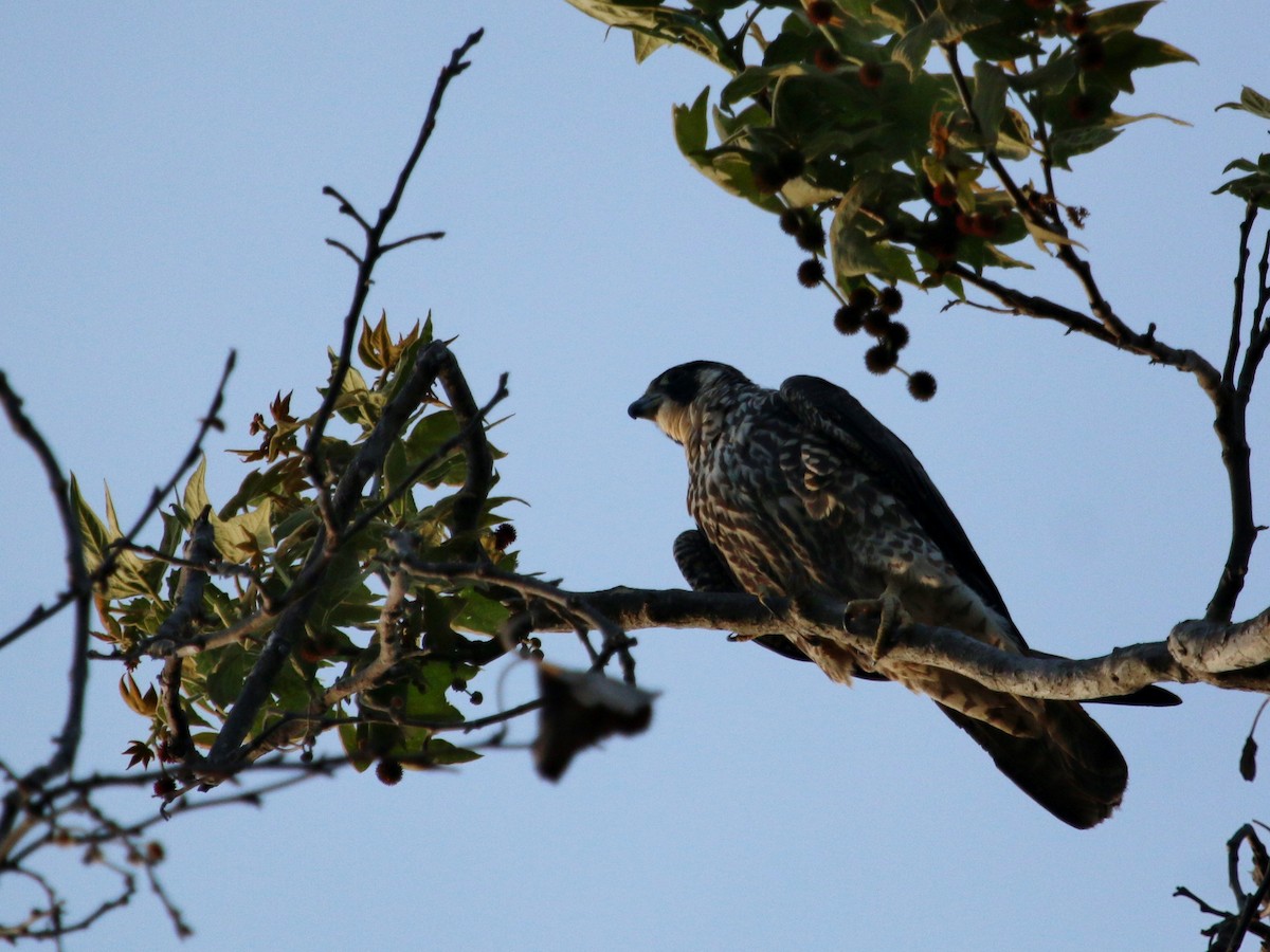 Peregrine Falcon - Christine Jacobs