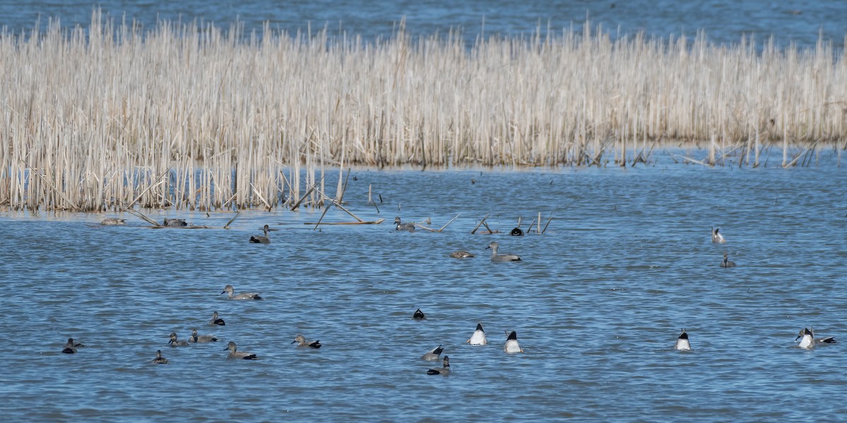 Gadwall - ML225406801