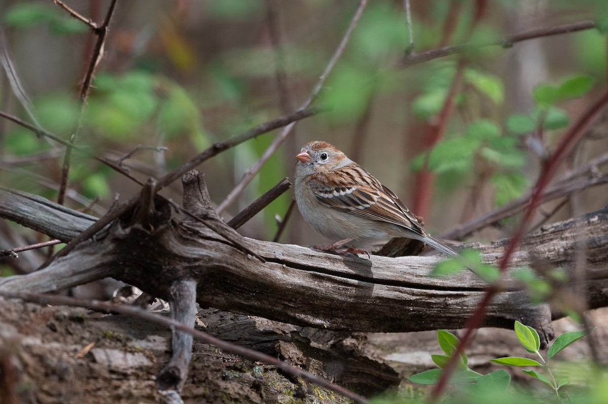 Field Sparrow - ML225407701