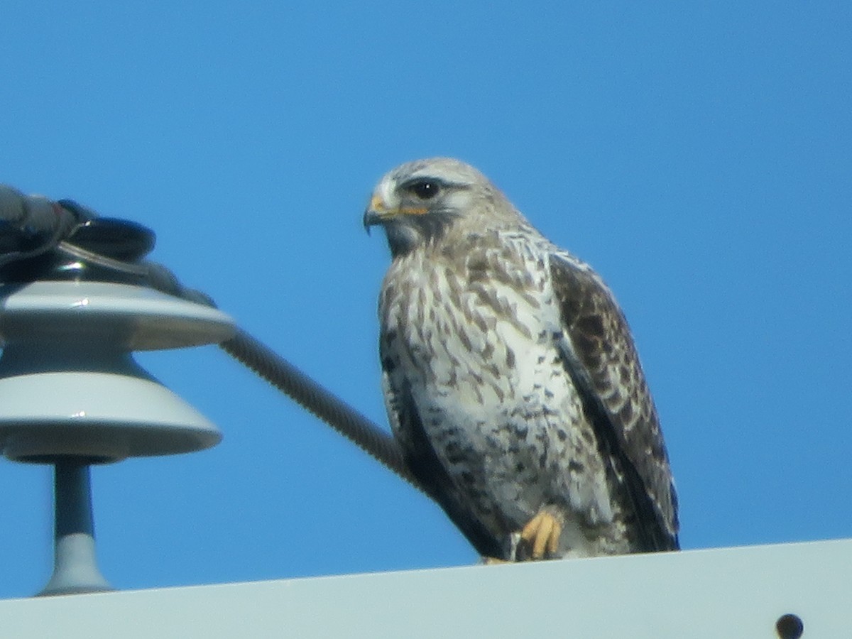 Rough-legged Hawk - Leonard White