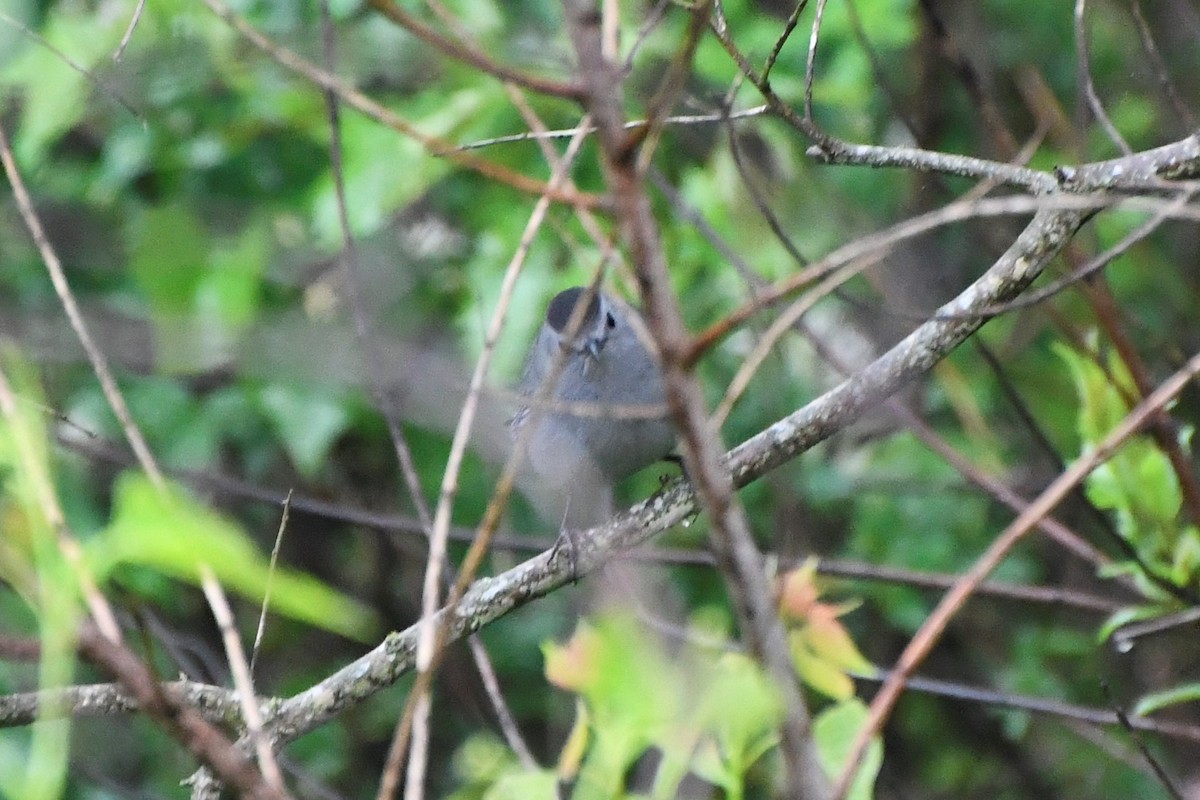 Gray Catbird - ML225410711