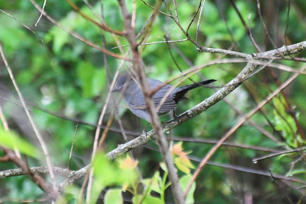 Gray Catbird - ML225410731