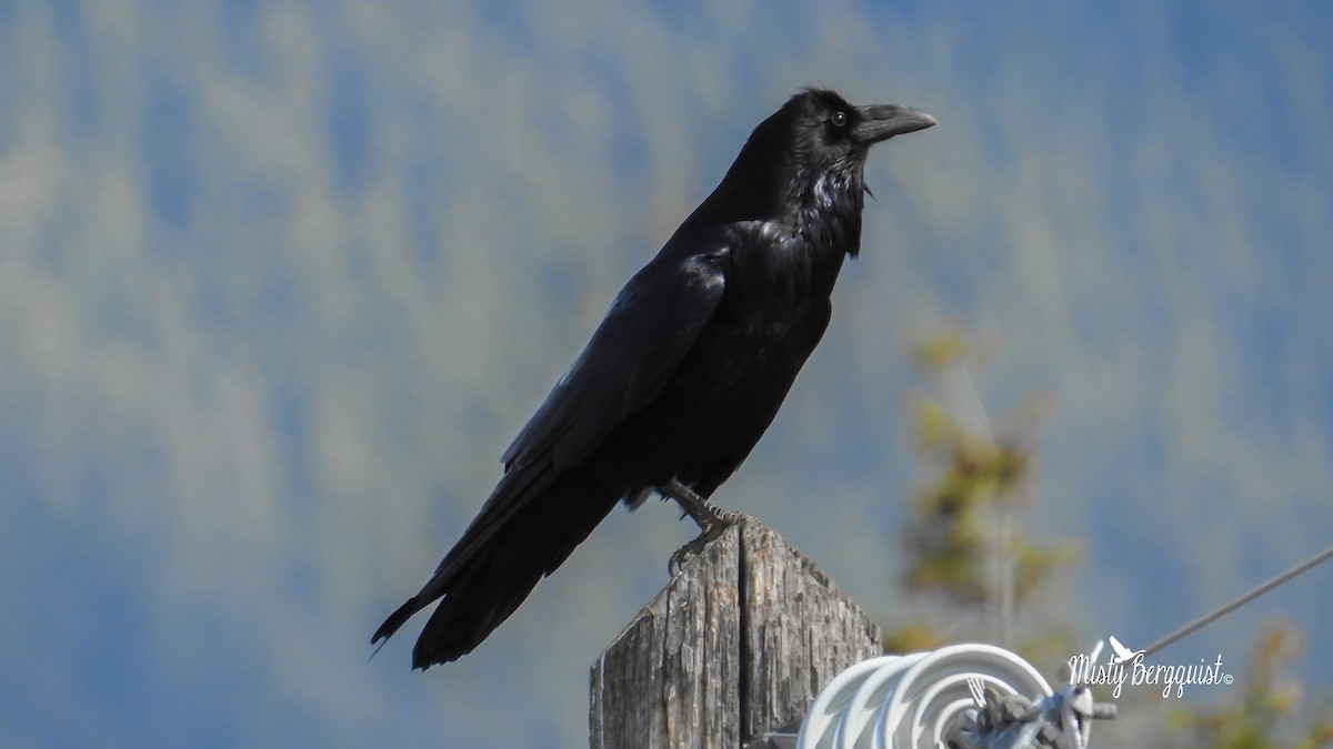 Common Raven - Misty Bergquist
