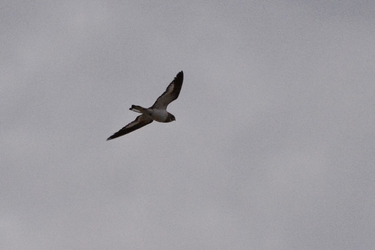 Sand-colored Nighthawk - ML225413001