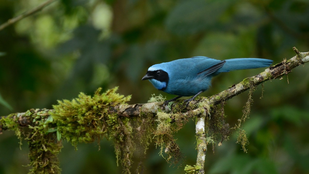 Turquoise Jay - Miguel Aguilar @birdnomad