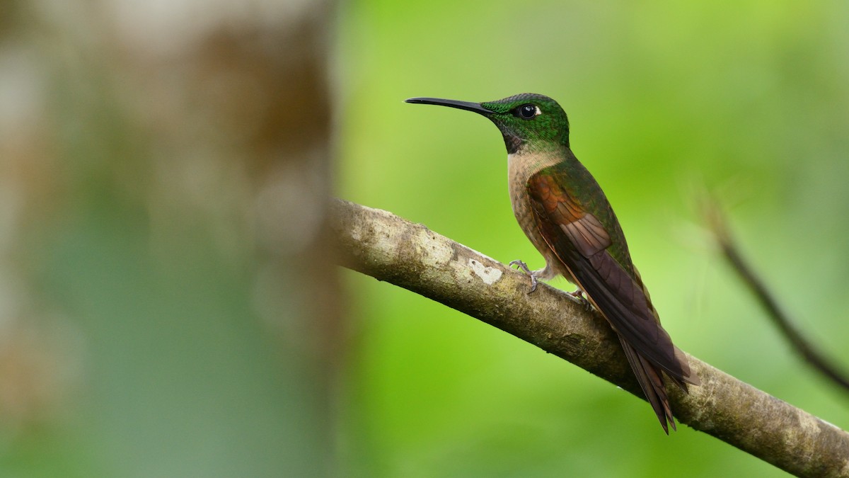 Fawn-breasted Brilliant - Miguel Aguilar @birdnomad