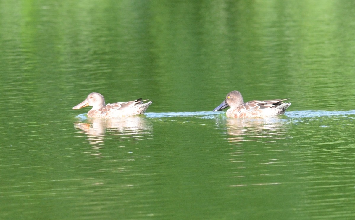 Canard souchet - ML22541571