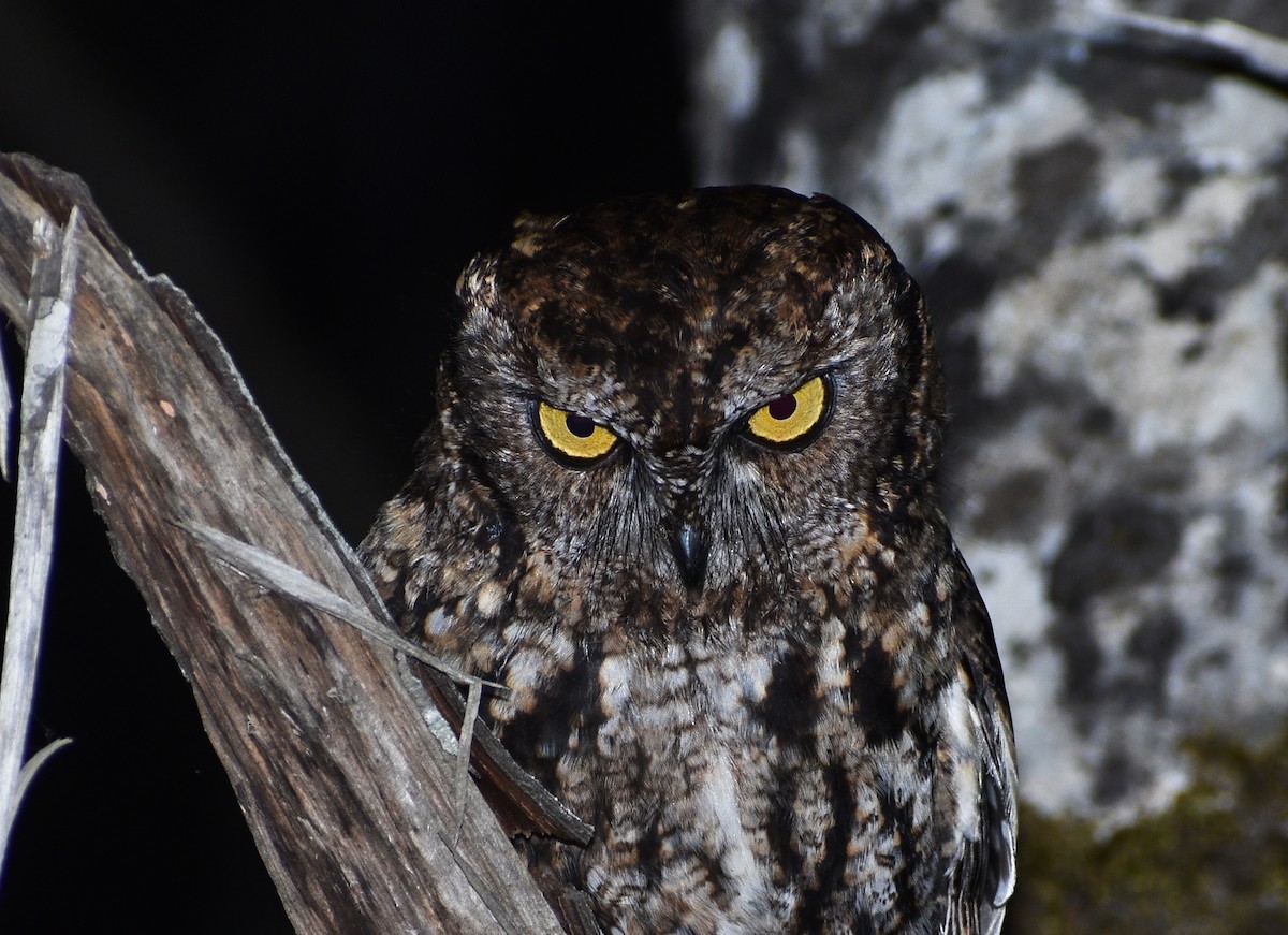 Western Screech-Owl - Megan Buers