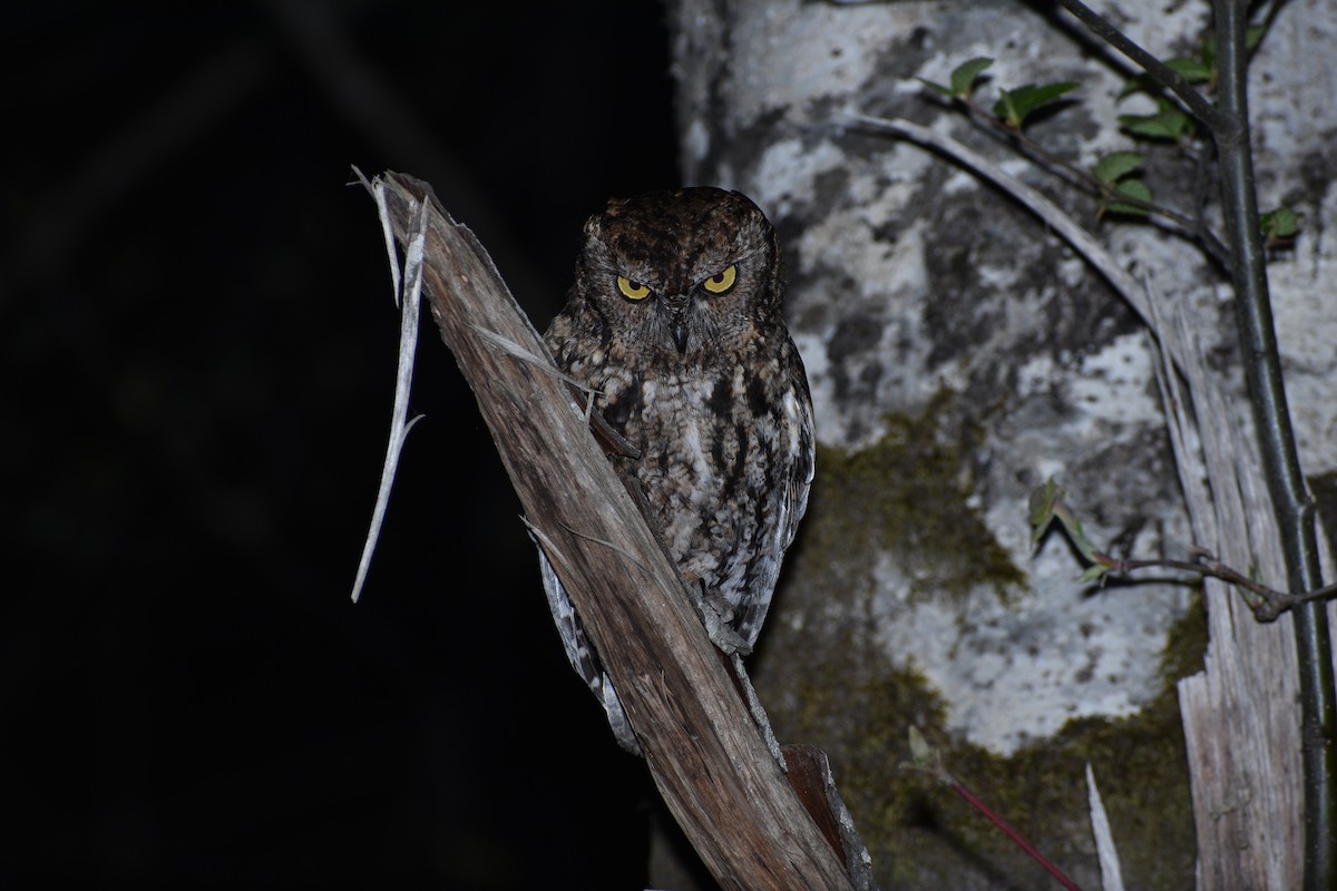 Western Screech-Owl - ML225417951