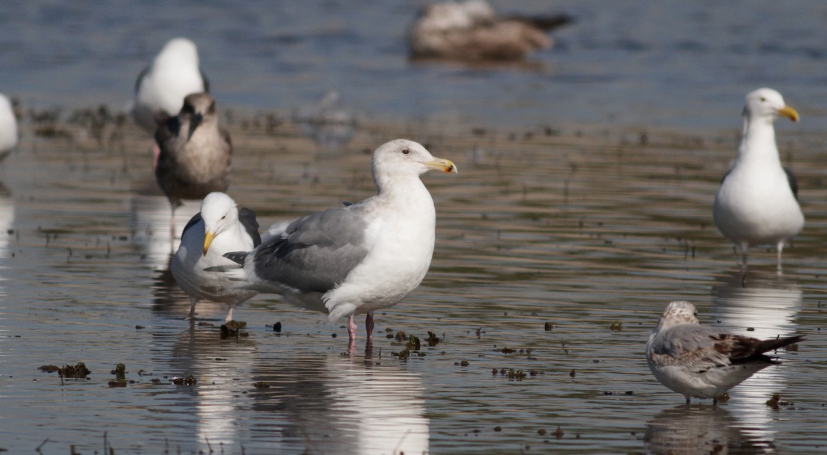 Glaucous-winged Gull - ML22541881