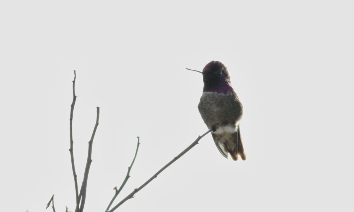 Anna's Hummingbird - ML22541991