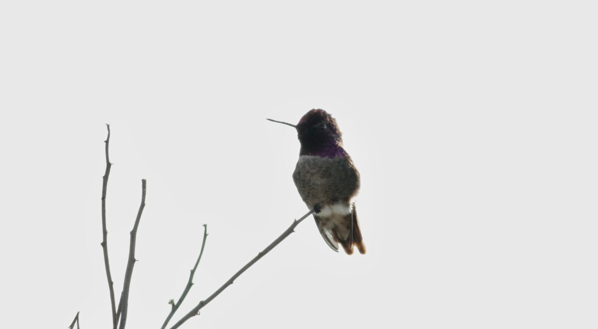 Anna's Hummingbird - ML22542001